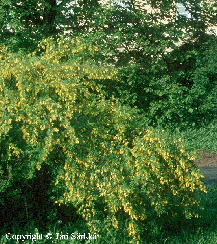 frutex caragana